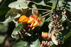 Erythrina umbrosa